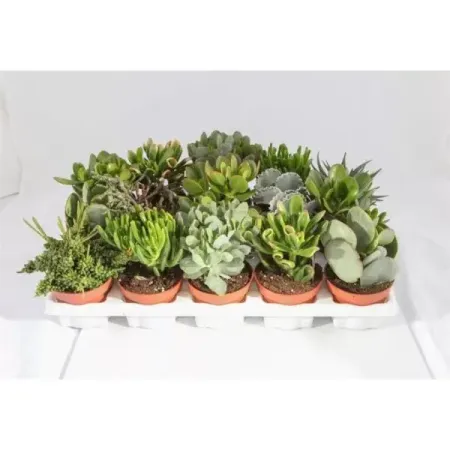 Крассула микс ø8.5 h8 см брелок ball masquerade пушистый друг 9 см 1 шт в ассортименте