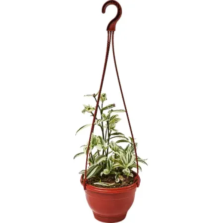 Традесканция белоцветковая в кашпо o15 h30 см кашпо с рельефными полосками керамика 8х8 12 07330 202306 110