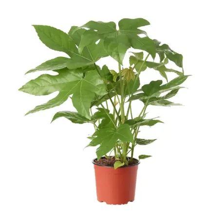 Фатсия японская ø17 h45 см сюзан нейпир от акиры до ходячего замка как японская анимация перевернула мировой кинематограф