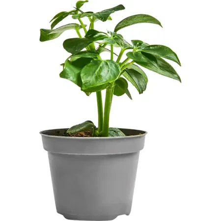 Шеффлера Лузеана ø9 h25 см