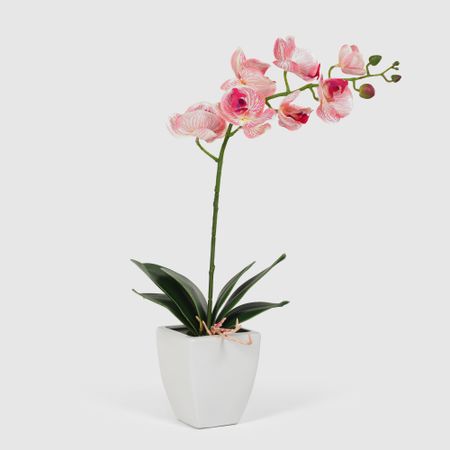 Орхидея Конэко-О 556_10159_185 в белом кашпо 60 см