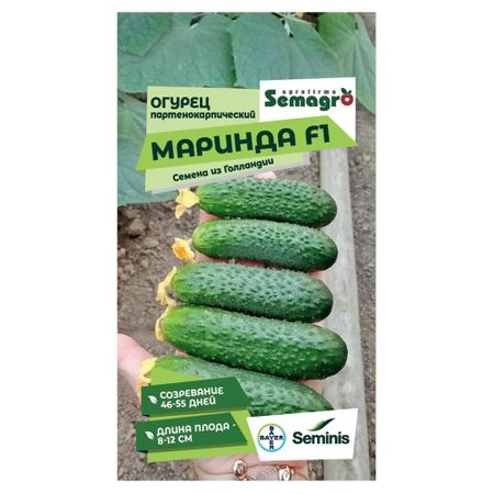 Семена Seminis огурец партенокарпик маринда f1