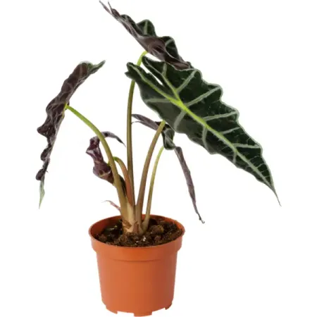 Алоказия ø10.5 h8 см магнит на холодильник флаги восточной азии eqjjypoc