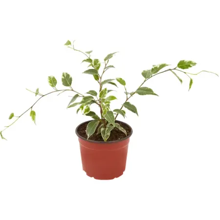 Фикус Бенджамина Голден кинг ø12 h25 см