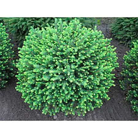 Ель сербская Карел h20 - 40 см