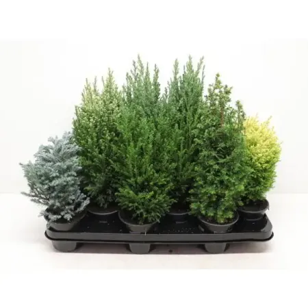 Кипарисовик микс ø13 h40 см наталия александровна хомякова ништяк браток антология шансона хиты изменившие русскую культуру