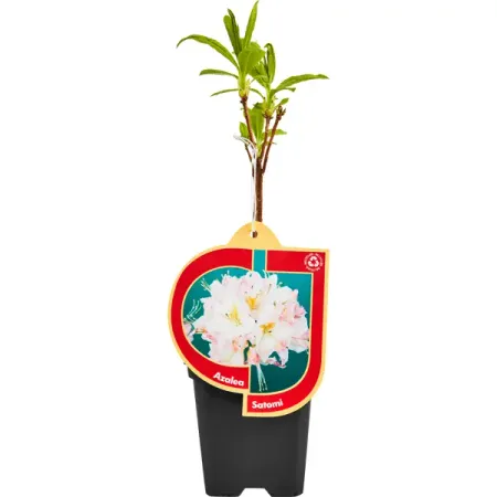 Азалия микс ø10 h9 см