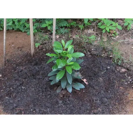 Рододендрон микс ø8 h9 см силиконовые формы для торта листья