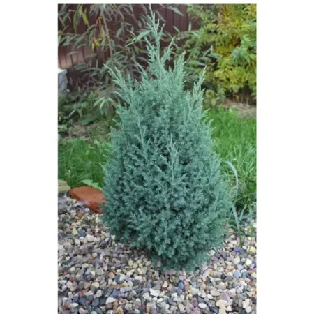 Можжевельник китайский Стрикта h40 - 60 см