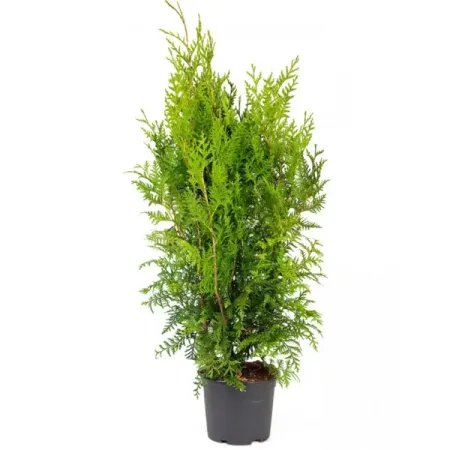 Туя западная Брабант ø15 h60 см