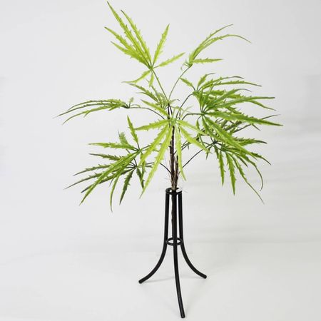 Дизиготека куст Конэко-О зеленый 60 см