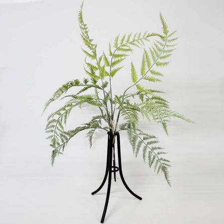 Папоротник Конэко-О KR_10134 60 см