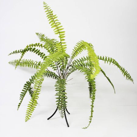 Папоротник Конэко-О KR_10139 60 см