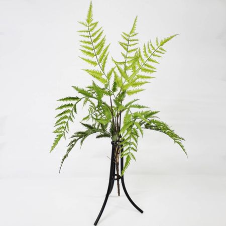 Папоротник Конэко-О KR_10132 60 см