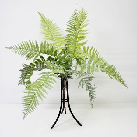 Папоротник Конэко-О KR_10143 60 см
