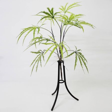 Дизиготека куст Конэко-О 60 см