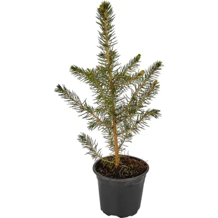 Ель Глаука «Маджестик Блю» 9x25 см