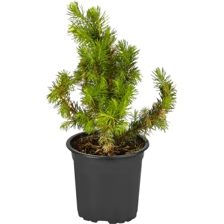 Ель канадская Дэйзис Уайт ø10.5 h15 см