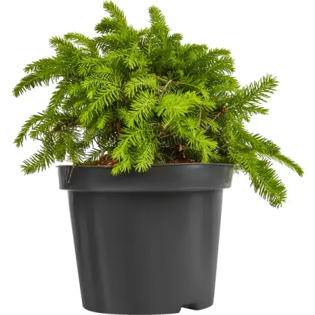 Ель обыкновенная Нидиформис h20 - 40 см