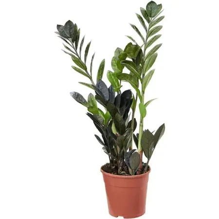 Замиокулькас Рэйвен черный ø14 h40 см