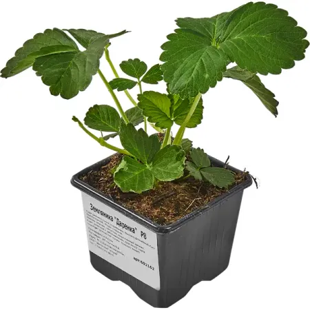 Земляника Даренка 8x7 см холли джексон хорошая девочка должна умереть