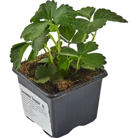 Земляника Белруби 8x7 см искусственные красные ягоды holly