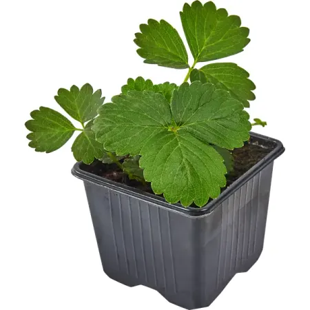 Земляника Богема 8x7 см холли джексон хорошая девочка должна умереть