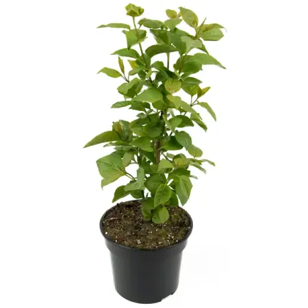 Сирень обыкновенная Ami Schott 45-65 см