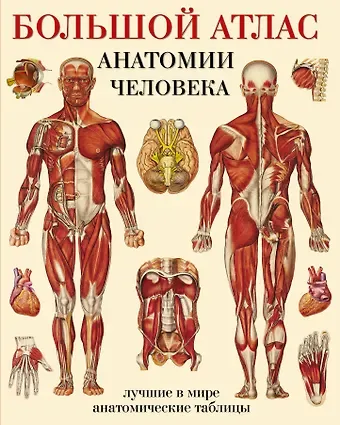 Большой атлас  анатомии человека
