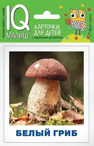 Татьяна Владимировна Тимофеева Грибы наших лесов. Карточки для детей с подсказками для взрослых