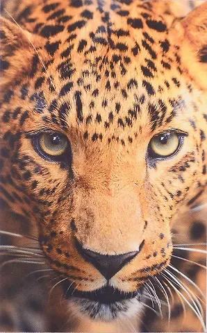 Картина для раскрашивания по номерам. ПАННО. Леопард. 30x50 см