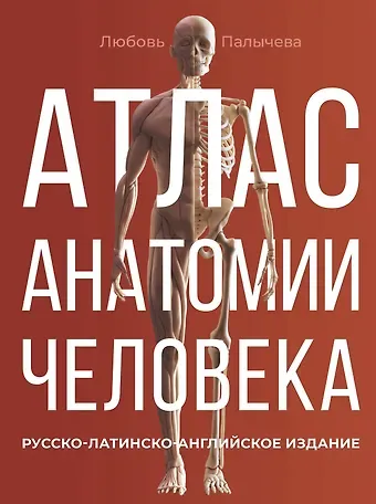 Любовь Николаевна Палычева Атлас анатомии человека. Русско-латинско-английское издание