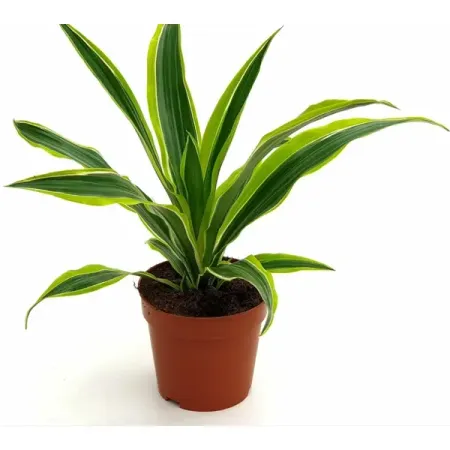 Драцена ø10.5 h8 см линейные валы veekaft m3 3 мм 2 шт