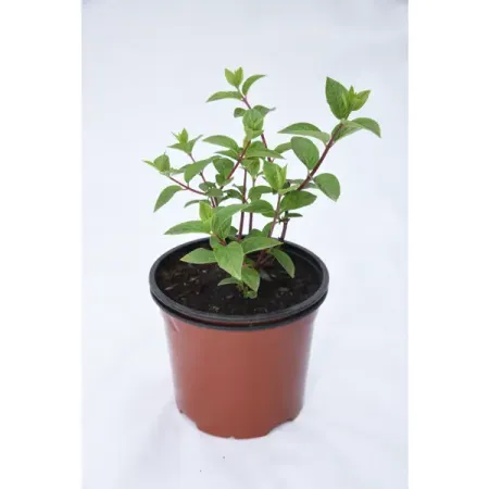 Гортензия Диамантино метельчатая, цветки крыпные, цвет белый