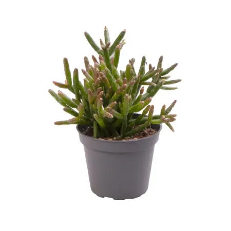 Рипсалис Бурчелли ø6 h15 см холли джексон хорошая девочка должна умереть