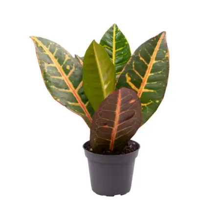 Кодиеум Петра ø6 h12 см лев михайлович анисов иезуитский крест великого петра