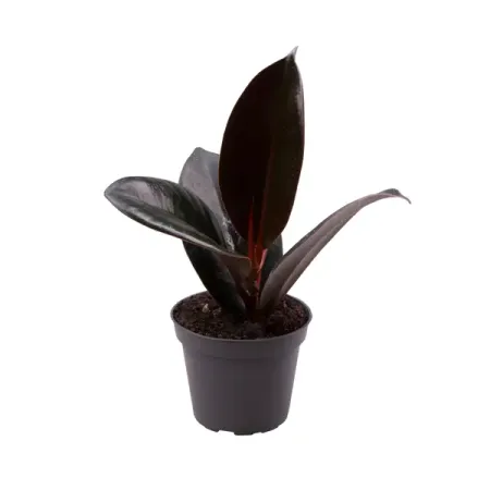 Фикус Робуста ø6 h15 см сергей анатольевич жевалов поставки сельхозпродукции в советском союзе в период великой отечественнной войны часть 1