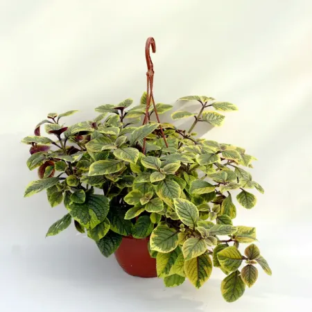 Плектрантус пестролистный в кашпо o15 h30 см определитель влажности почвы maxiterra лягушка 28см