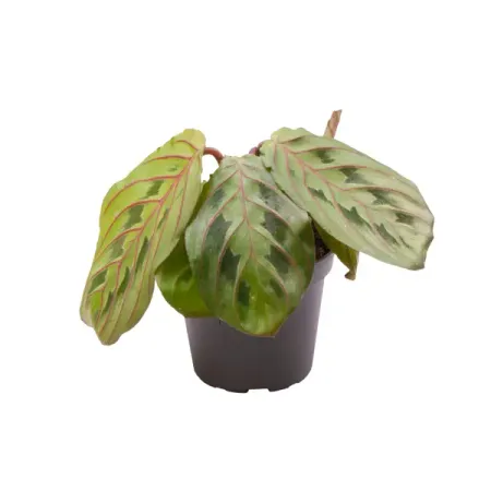 Калатея Ред Страйп ø6 h13 см марк розин стратегия чистого листа как перестать планировать и начать делать бизнес