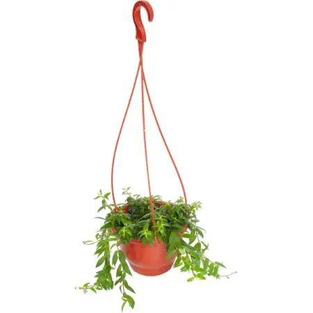 Колумнея микс кашко 16 см галина аляева подобна свету