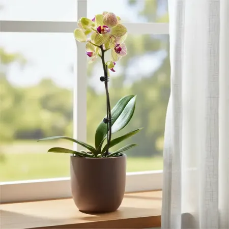 Фаленопсис микс 1 ствол ø9 h25 см dutrieux красочные треугольные флажки 50 100 м