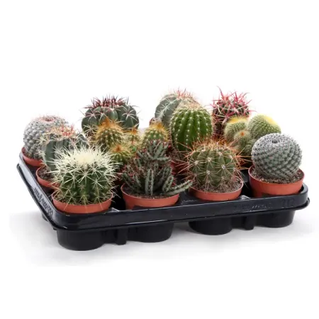 Кактус Канарский микс ø8 h10 см напиток сокосодержащий каждый день апельсиновый микс 0 2 л