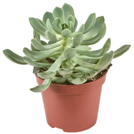 Суккулентный микс ø5 h10 см