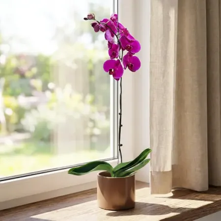 Фаленопсис микс 1 ствол ø12 h40 см dutrieux красочные треугольные флажки 50 100 м