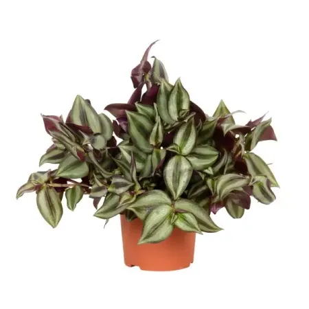 Традесканция Зебрина ø12 h25 см искусственные очные стебли 90 шт multicolor 3 мм