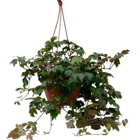 Циссус Эллен Даника ø21 h30 см игорь михайлович шидловский 100 вопросов по географии ответы на которые должен знать каждый