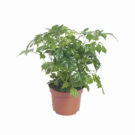 Радермахера китайская Дэниэл ø12 h25 см традиционное декоративно прикладное искусство стран западной европы