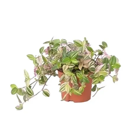 Традесканция триколор ø12 h25 см рождественские украшения из смолы moonbiffy