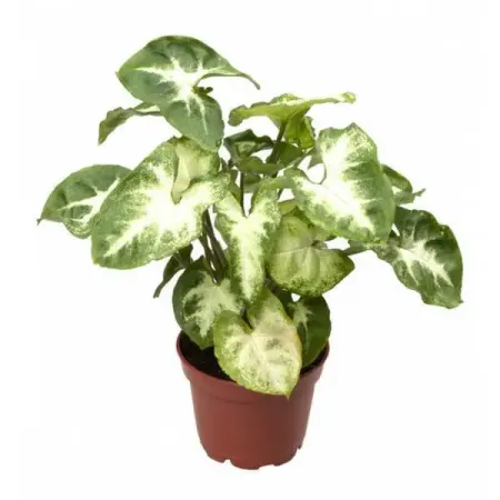 Сингониум Ножколистный ø21 h25 см определитель влажности почвы maxiterra лягушка 28см