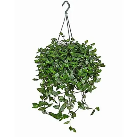 Традесканция Приречная ø21 h30 см рождественские украшения из смолы moonbiffy